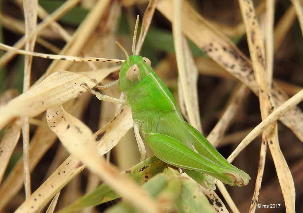 Aiolopus strepens strepens, sub-adulto